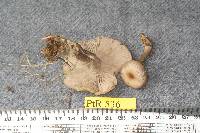 Clitocybe plana image