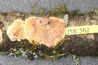 Phlebia acerina image
