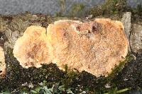Phlebia acerina image
