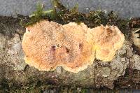 Phlebia acerina image