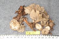 Clitocybe concava image