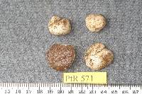 Rhizopogon salebrosus image