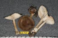 Melanoleuca evenosa image