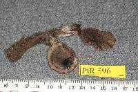Hygrophorus virescens image