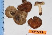 Inocybe abjecta image