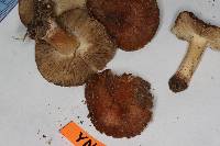 Inocybe abjecta image