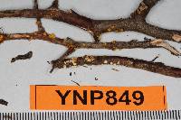 Lachnum nudipes image