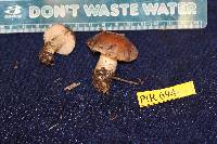 Hebeloma theobrominum image