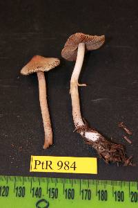Inocybe agglutinata image