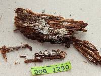 Tubulicrinis subulatus image