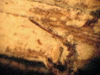 Tubulicrinis subulatus image