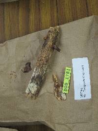 Tubulicrinis subulatus image