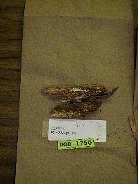 Tubulicrinis subulatus image