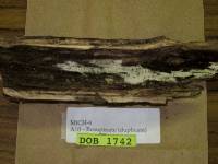 Lagarobasidium detriticum image