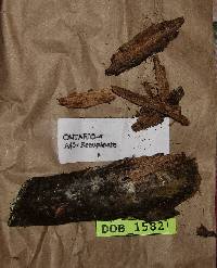 Piloderma olivaceum image