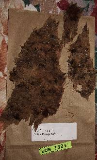 Cabalodontia subcretacea image
