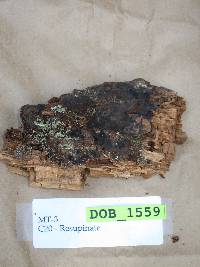 Pseudotomentella atrofusca image