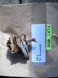 Brevicellicium exile image