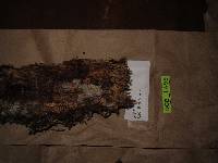 Brevicellicium exile image