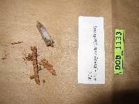Piloderma olivaceum image