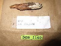 Tubulicrinis subulatus image