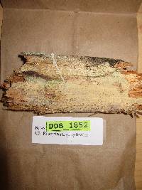 Vararia racemosa image