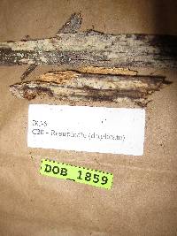 Tubulicrinis subulatus image