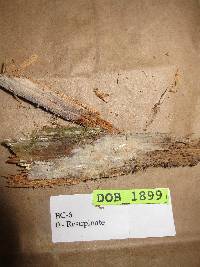 Piloderma olivaceum image