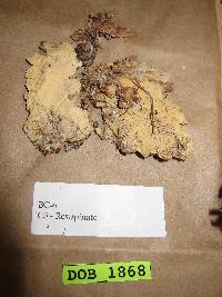 Vararia racemosa image