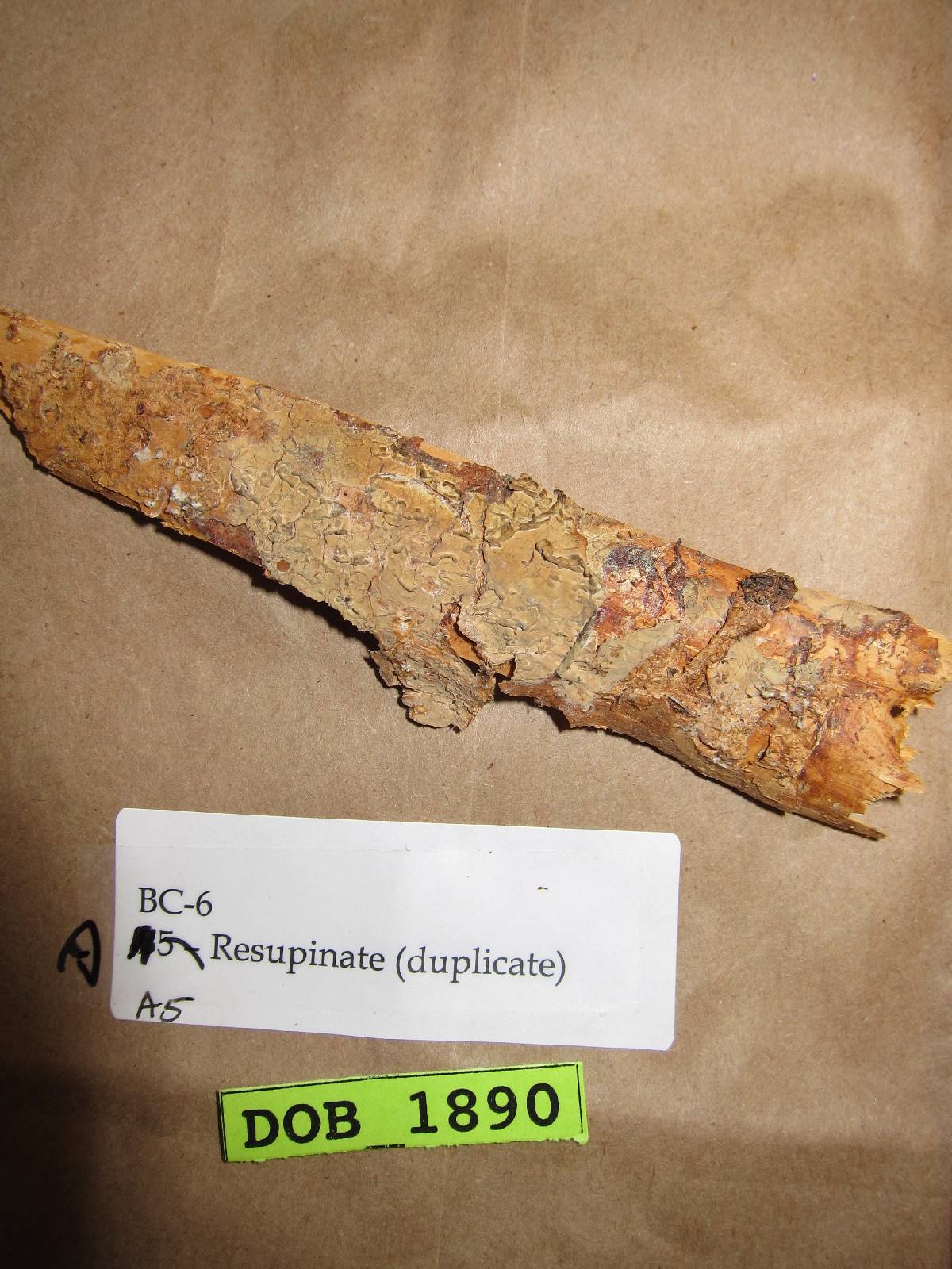 Phlebia firma image