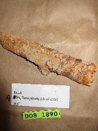 Image of Phlebia firma