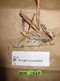Piloderma olivaceum image