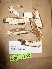 Steccherinum ciliolatum image