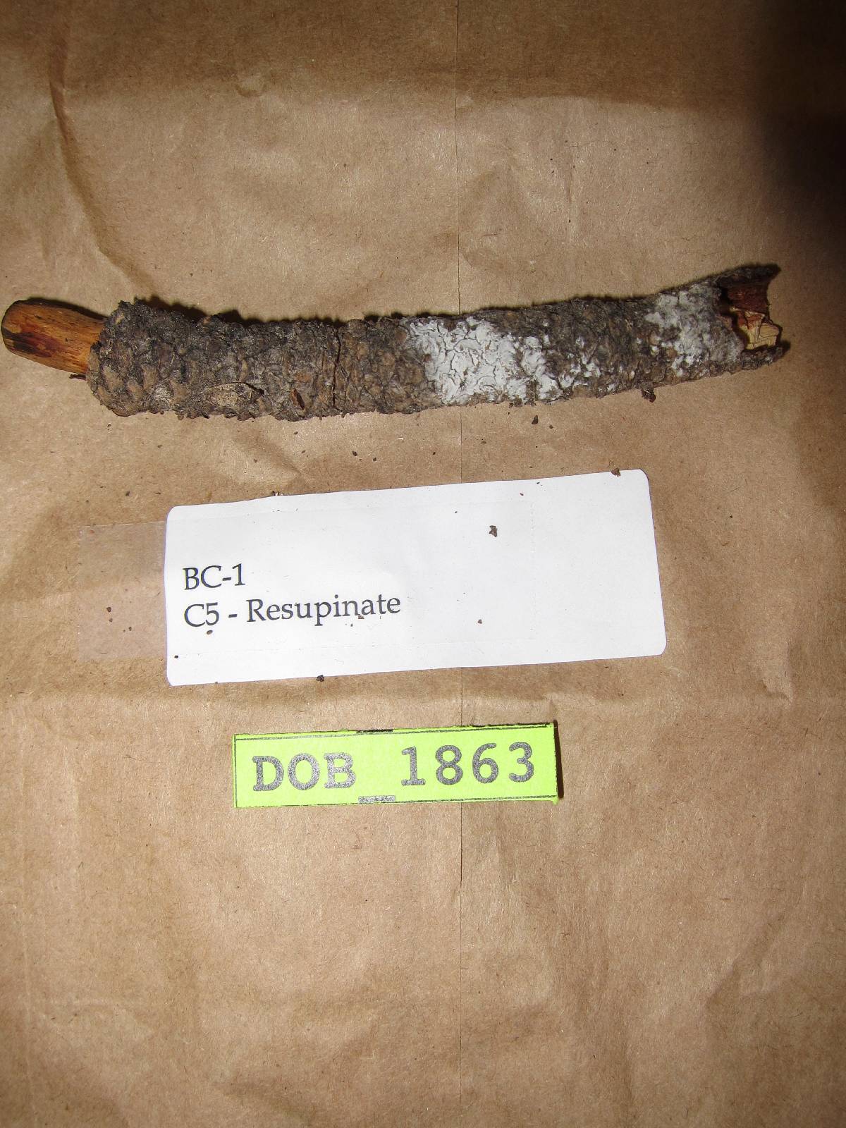 Fibulomyces fusoideus image