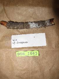 Fibulomyces fusoideus image