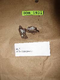Fibulomyces fusoideus image