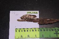 Tubulicrinis subulatus image