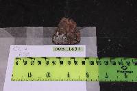 Hyphodontia hastata image