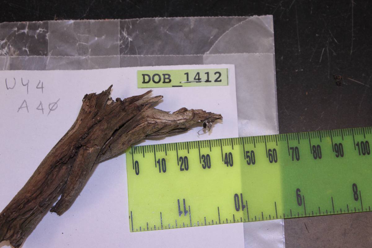 Hyphoderma multicystidium image