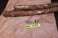 Steccherinum tenue image