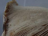 Neolentinus ponderosus image