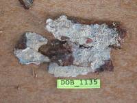 Bourdotia grandinioides image