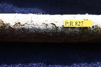 Botryobasidium danicum image