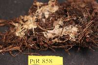 Tomentellopsis pusilla image