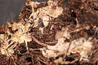Tomentellopsis pusilla image