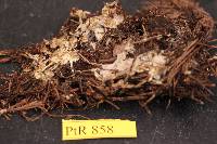 Tomentellopsis pusilla image