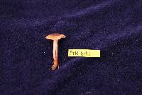 Tricholoma aurantio-olivaceum image