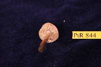 Tricholoma aurantio-olivaceum image