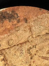 Bourdotia grandinioides image