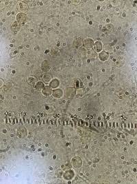 Bourdotia grandinioides image